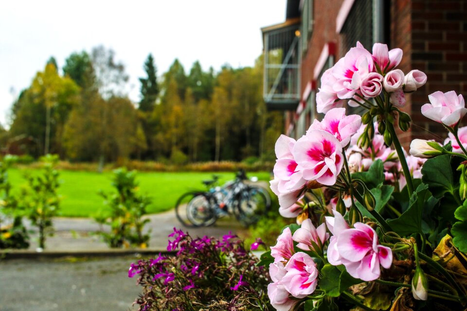Autumn fall blossom