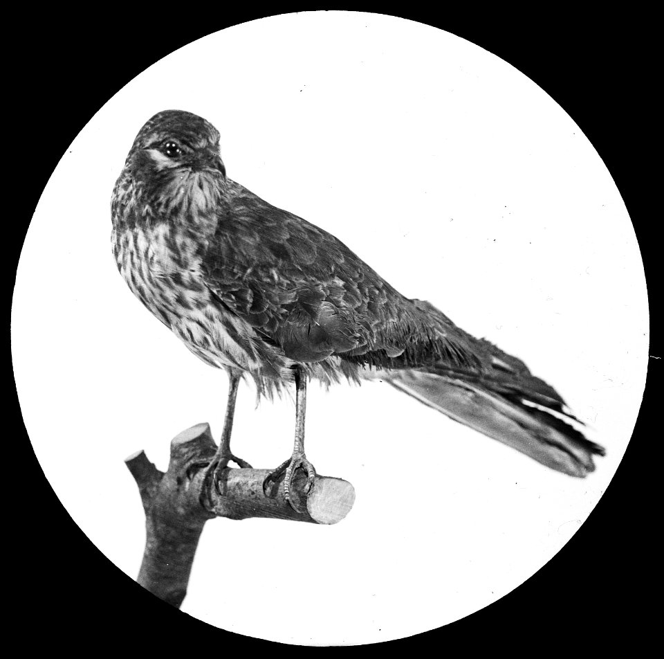 Vogels , grauwe kuikendief, Bestanddeelnr 193-0879