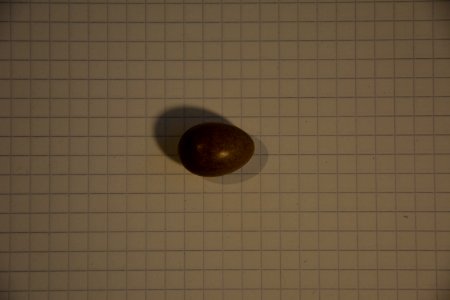 Vogelei auf kariertem Blatt