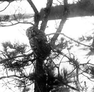 Vogels , bosuil, Bestanddeelnr 193-0912