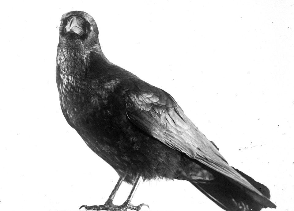 Vogels , kraai, Bestanddeelnr 193-0891