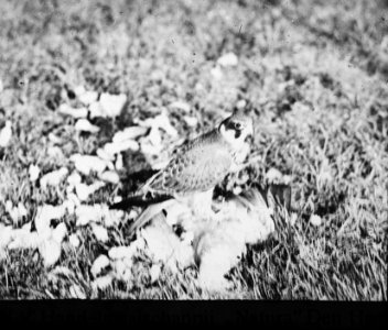 Vogels , boomvalk, Bestanddeelnr 193-0867