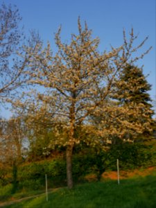 Vogelkirsche Roscheiderhof Baum H2