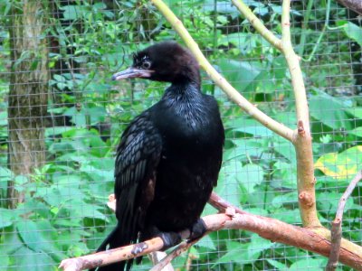 Vogelpark Olching 16