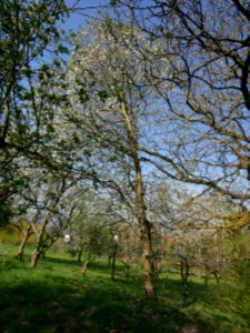 Vogelkirsche Roscheiderhof Baum H1