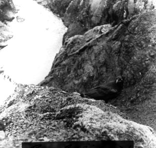 Vogels , raaf, Bestanddeelnr 193-0889