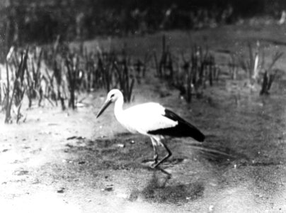 Vogels , Ooievaar, Bestanddeelnr 193-0948