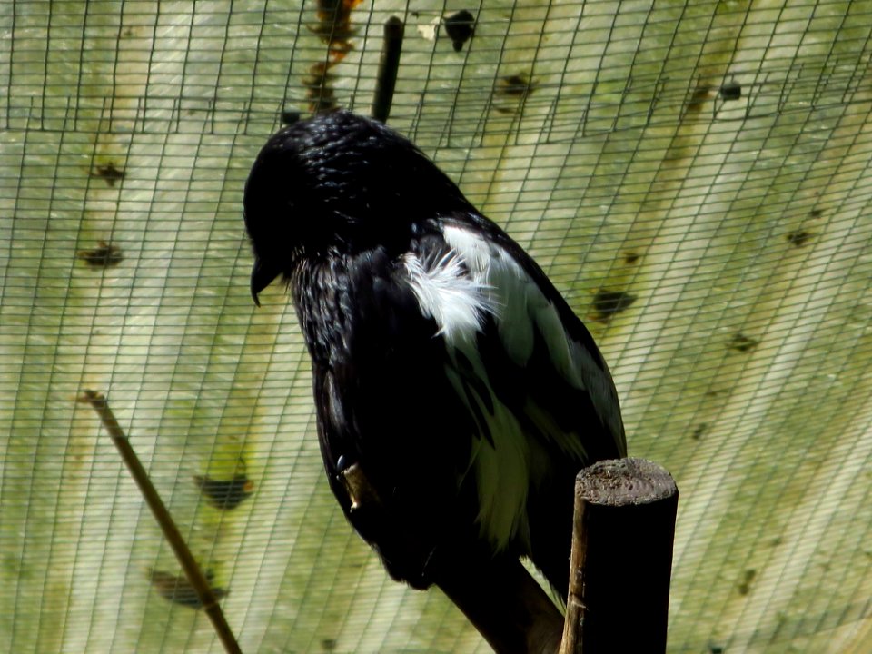 Vogelpark Olching 12