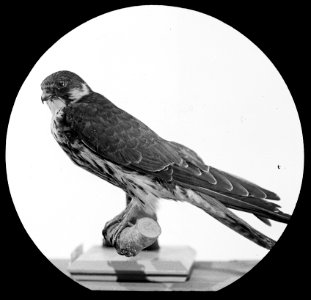 Vogels , slechtvalk, Bestanddeelnr 193-0870
