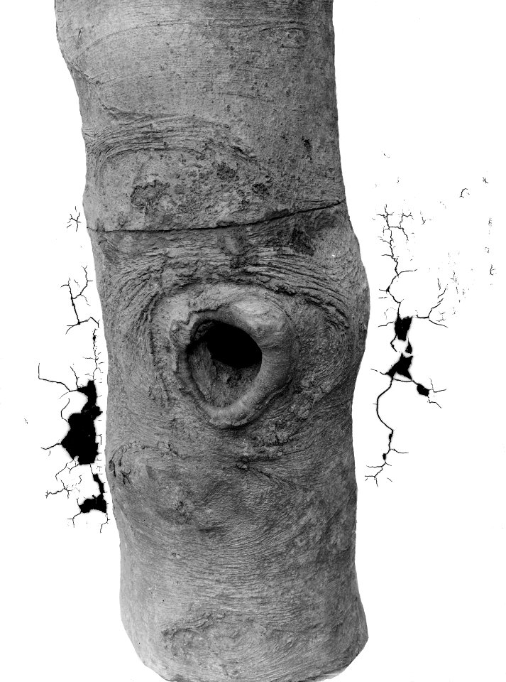 Vogelnesten , groene specht, Bestanddeelnr 192-0443