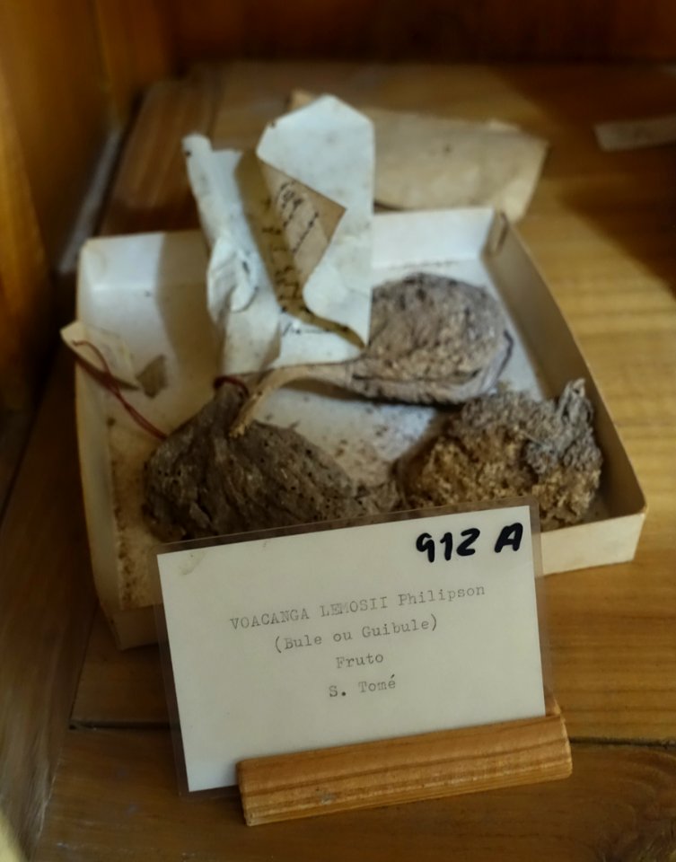 Voacanga lemosii - Colégio de São Bento - University of Coimbra - Coimbra, Portugal - DSC09028