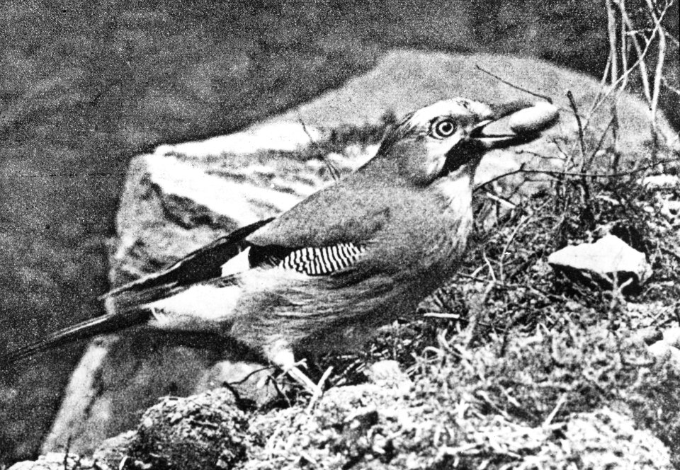 Vogels , vlaamse gaai, Bestanddeelnr 194-1256