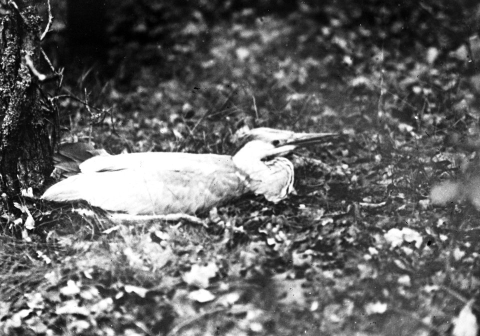 Vogels , reiger, Bestanddeelnr 193-0952