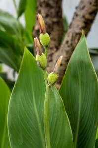 Natural green leaf plant