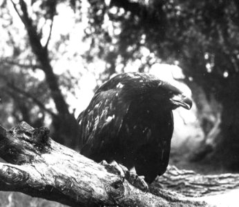 Vogels , zeearend, Bestanddeelnr 193-0886
