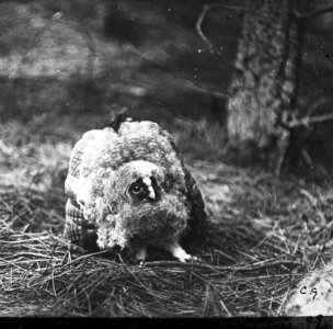 Vogels , ransuil, Bestanddeelnr 193-0914