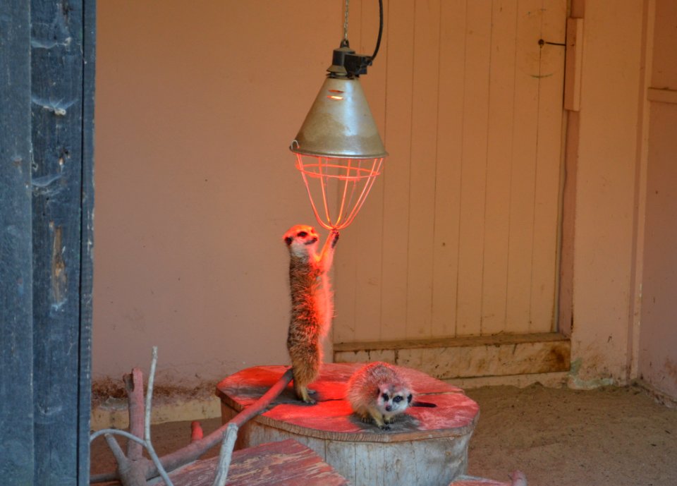 Vogelpark Schotten, Erdmännchen
