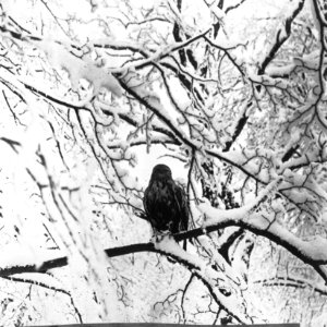 Vogels , ruigpootbuizerd, Bestanddeelnr 193-0884