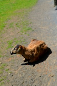 Vogelpark Schotten, Kamerunschaf