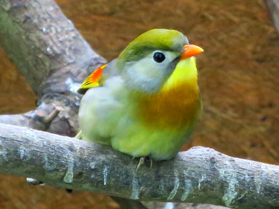 Vogelpark Olching 14