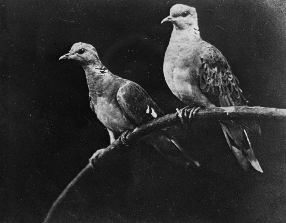 Vogels , tortelduif, Bestanddeelnr 194-0537