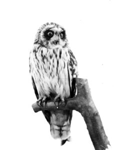 Vogels , velduil, Bestanddeelnr 193-0918