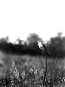 Vogels , grauwe klauwier (lanius collurio), Bestanddeelnr 193-0929