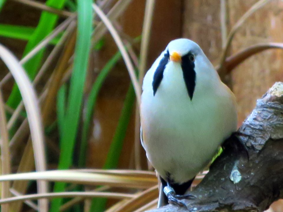 Vogelpark Olching 19