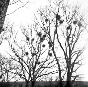 Vogels , roek, Bestanddeelnr 193-0899