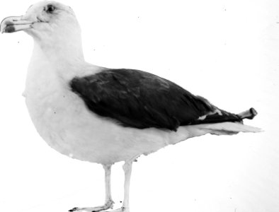 Vogels , mantelmeeuw, Bestanddeelnr 193-0986