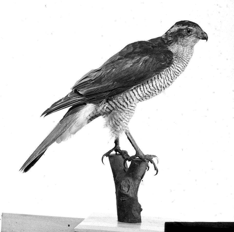 Vogels , havik, Bestanddeelnr 193-0877