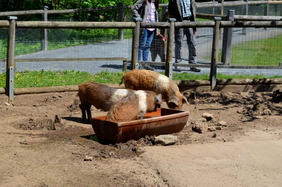 Vogelpark Schotten, Protestschweine (2)