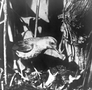 Vogels , nachtegaal, Bestanddeelnr 193-0928