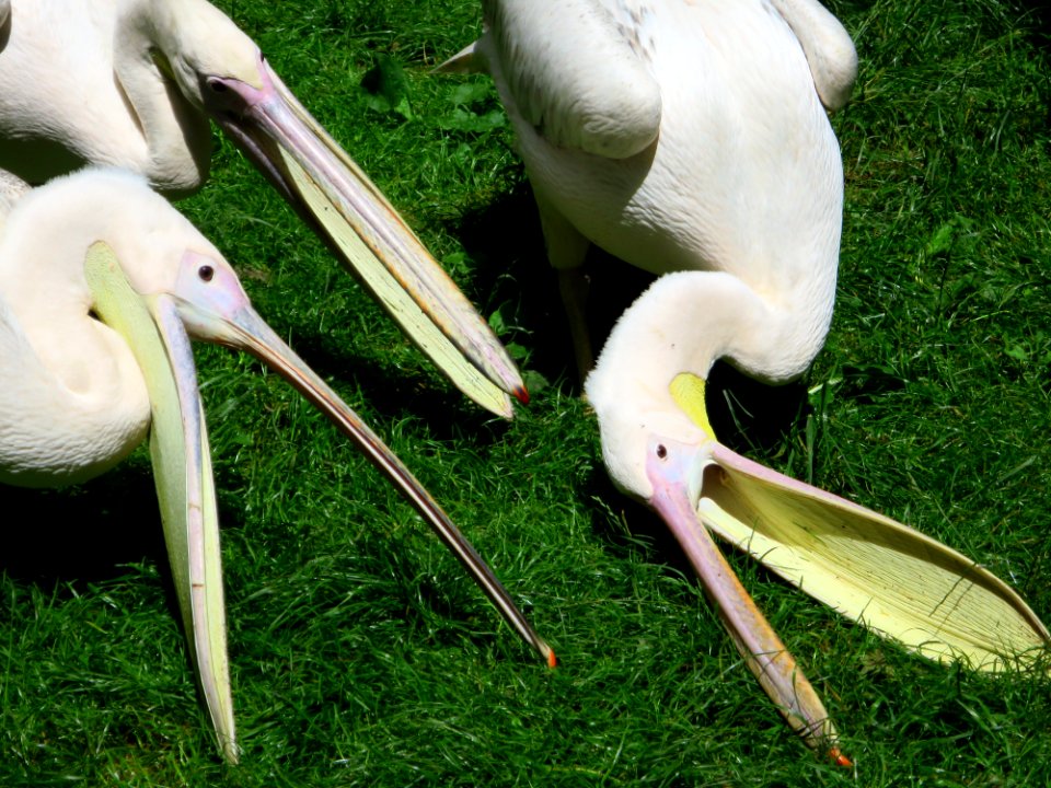 Vogelpark Olching 18