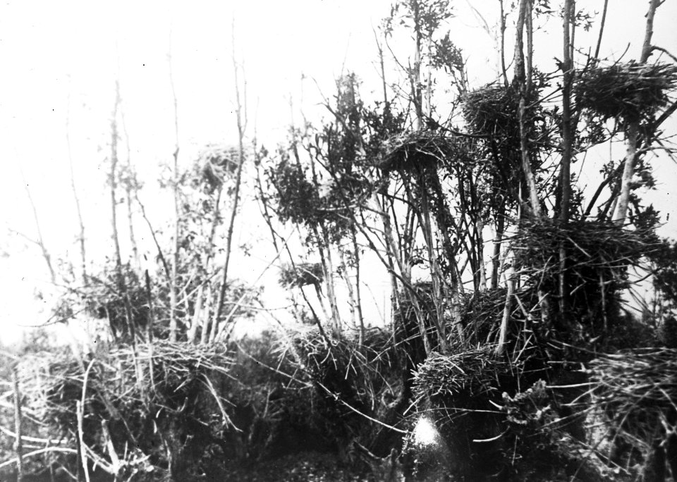 Vogels , aalscholver, Bestanddeelnr 193-0961