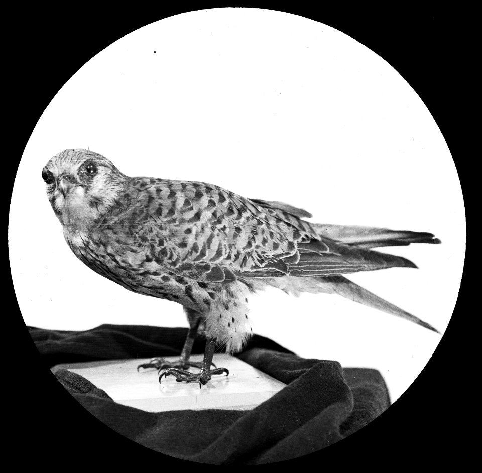 Vogels , torenvalk, Bestanddeelnr 193-0863