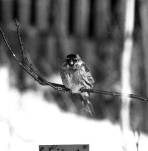 Vogels , sijsje, Bestanddeelnr 193-0925