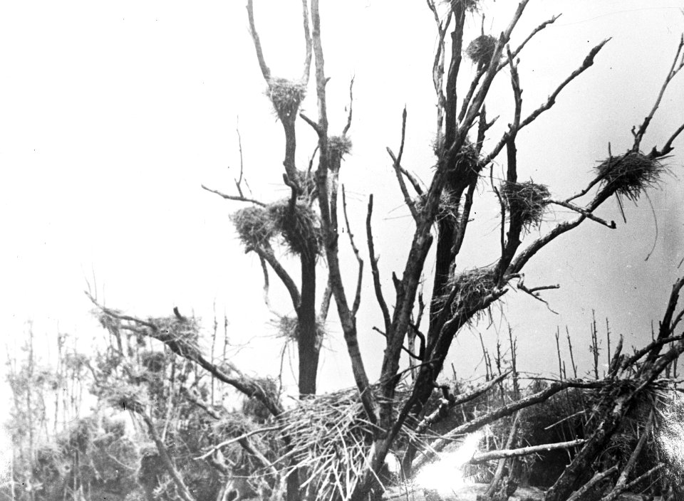 Vogels , aalscholver, Bestanddeelnr 193-0963