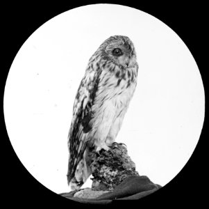 Vogels , velduil, Bestanddeelnr 193-0913