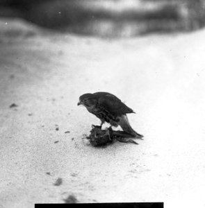 Vogels , smelleken, Bestanddeelnr 193-0872