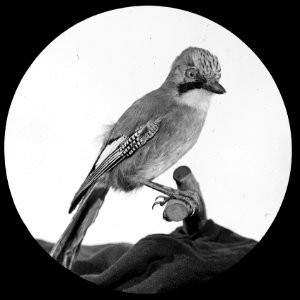 Vogels , meerkol, Bestanddeelnr 193-0906