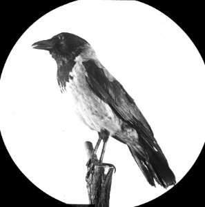 Vogels , bonte kraai, Bestanddeelnr 193-0896