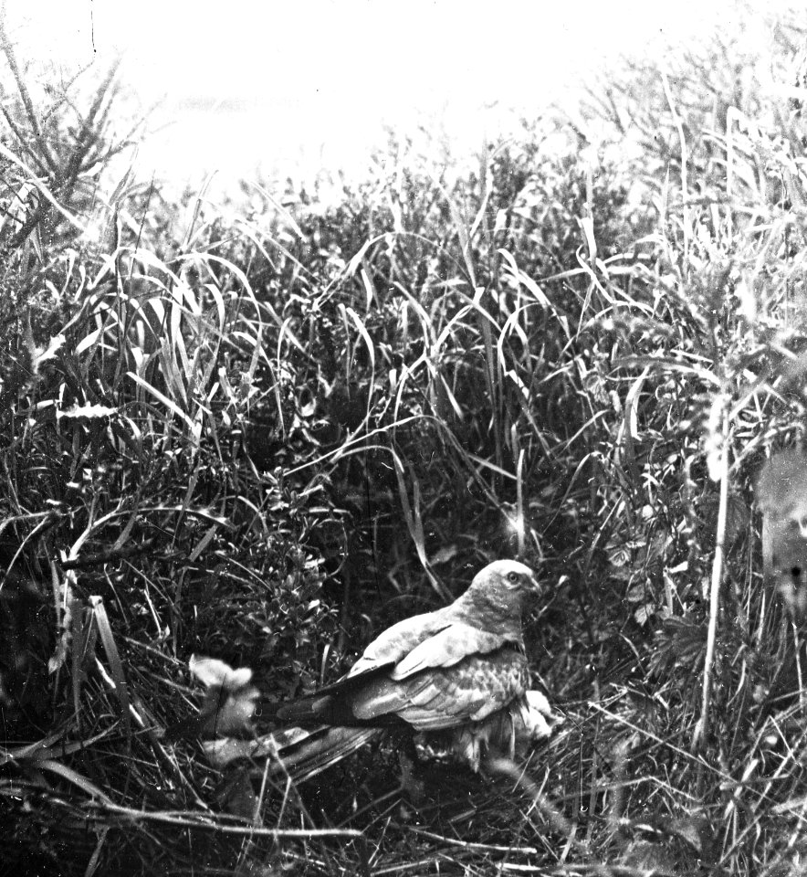 Vogels , grauwe kuikendief, Bestanddeelnr 193-0878