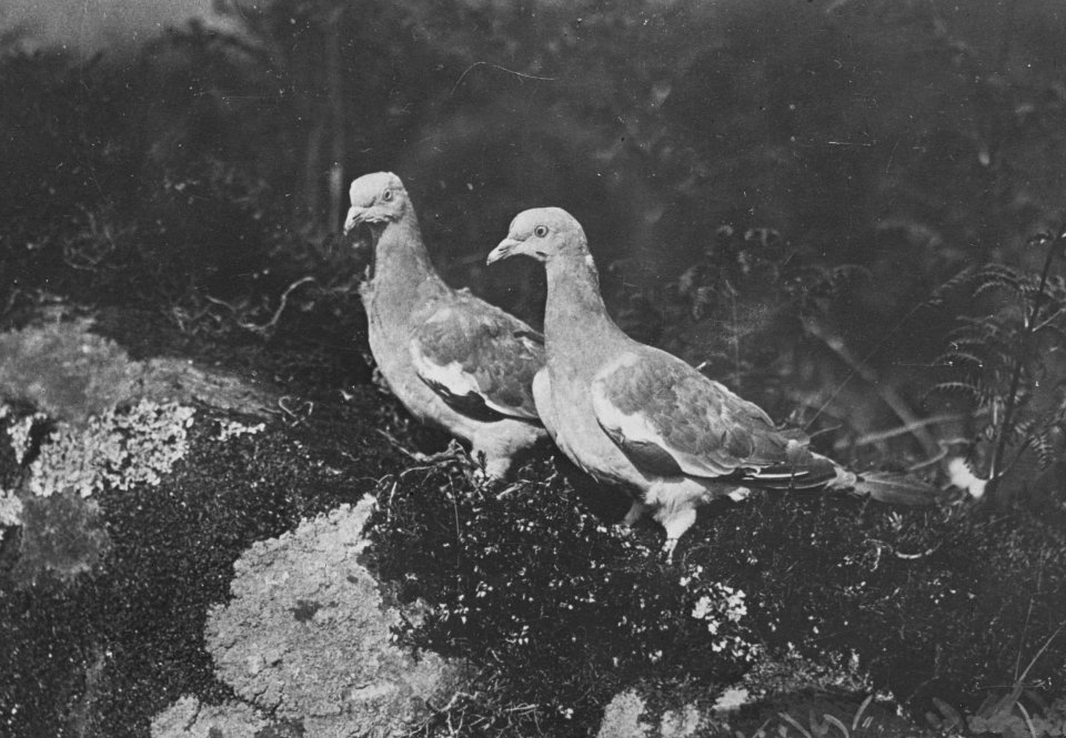Vogels , bosduif, Bestanddeelnr 194-0536