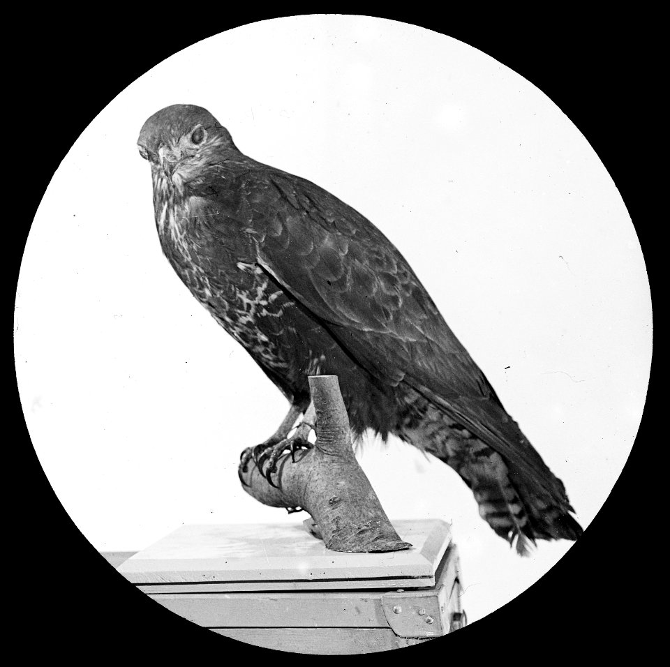 Vogels , buizerd, Bestanddeelnr 193-0881