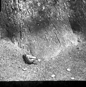 Vogels , boomklever, Bestanddeelnr 193-0933