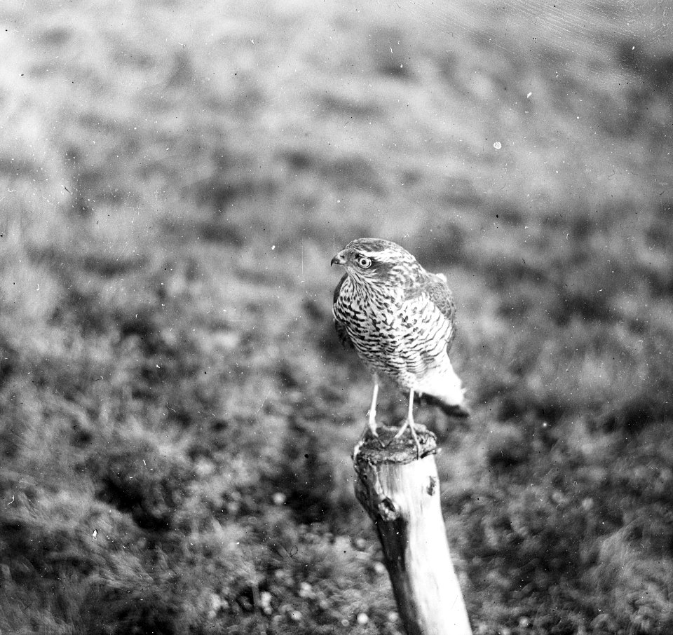 Vogels , sperwer, Bestanddeelnr 193-0874