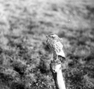 Vogels , sperwer, Bestanddeelnr 193-0874