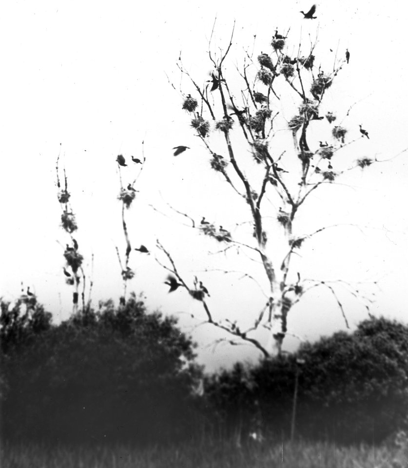 Vogels , aalscholver, Bestanddeelnr 193-0964