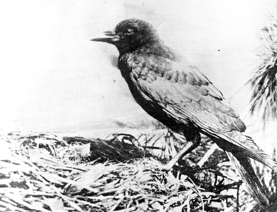 Vogels , kraai, Bestanddeelnr 193-0892